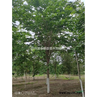 美国红枫1-25公分秋火焰红点红冠十月光辉