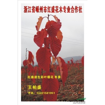 马褂木、樱花、深山含笑