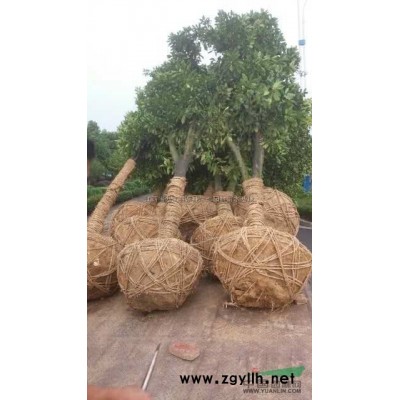 江西马褂木3介绍