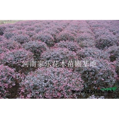 马褂木行情报价\马褂木图片展示