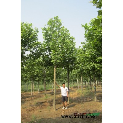 马褂木、法桐、 白蜡等苗木