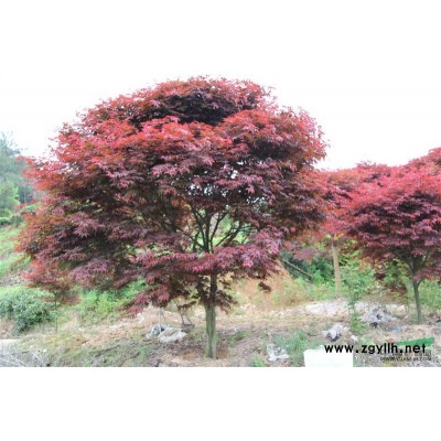 有青枫，红枫，海棠，桂花等苗木出售