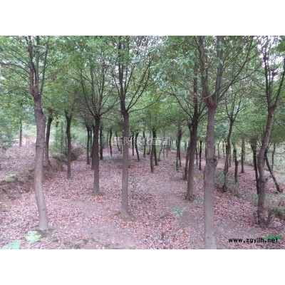 湖北马褂木，马褂木工程苗