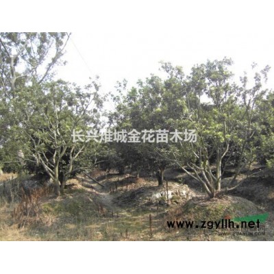 浙江桂花、长兴精品桂花