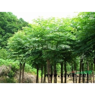 桂花 精品桂花 江西桂花大量供应 桂花价格优惠