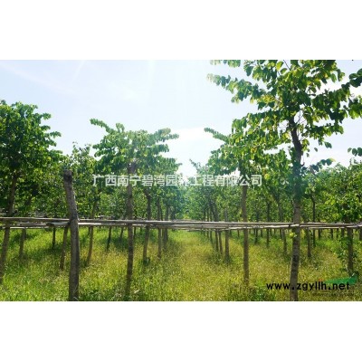 桂花--常绿灌木或小乔木