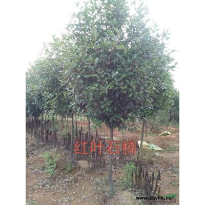 安徽单杆桂花*新报价/单杆桂花图片