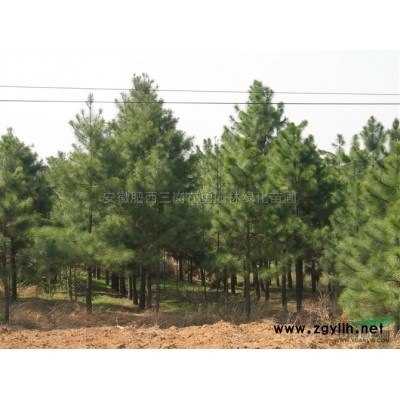 桂花树 5-20公分桂花树