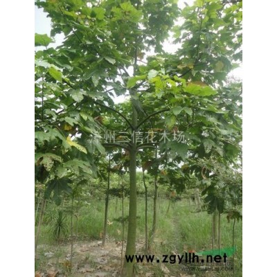 漳州桂花 厦门桂花  福州桂花 龙岩桂花