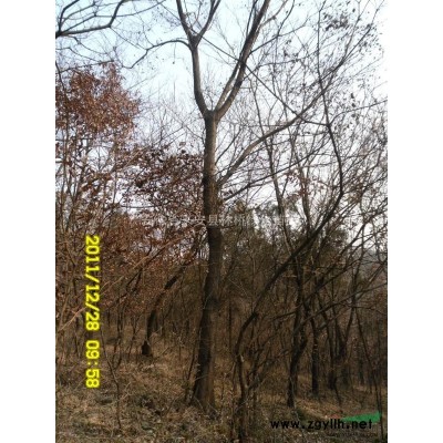 安徽滁州市桂花、紫薇、木槿