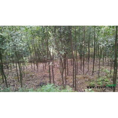 专供高杆红叶石楠、榉树、朴树、水杉、鸡爪槭、桂花等