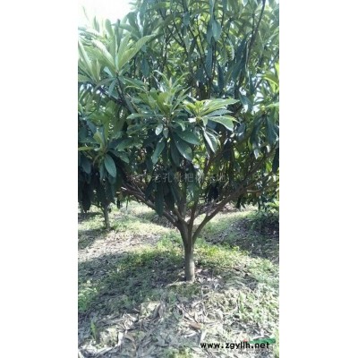 精品大桂花金桂供应/精品大桂花金桂图片