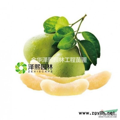 泽熙四季桂~树形优美~品种优良~四季桂桂花树苗~苗圃直销