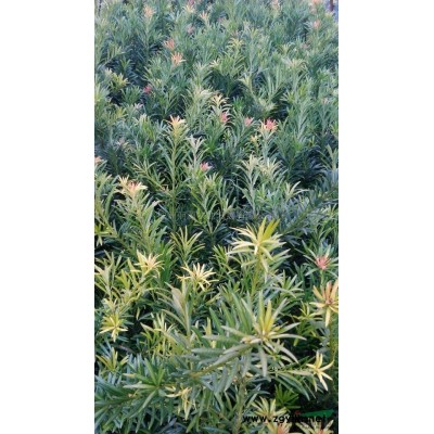 桂花小苗报价/湖南桂花小苗报价