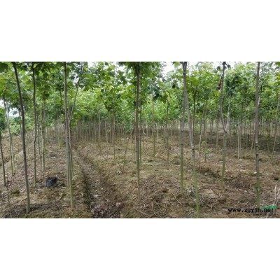 供应桂花、罗汉松、紫薇、茶花、栾树、无患