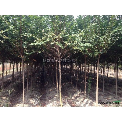 金华桂花销售 供应金华地区桂花树