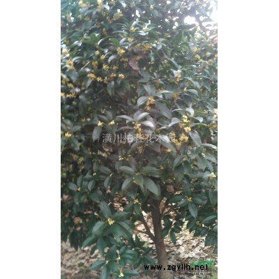 5-12公分嫁接桂花