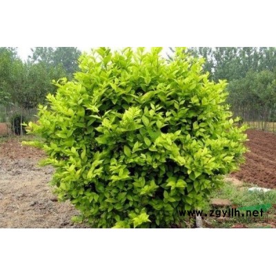 供应红枫，樱花，美国红枫，桂花，鸡爪槭，玉兰，垂丝海棠等等