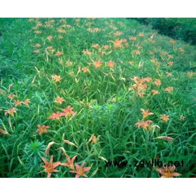 桂花，金贵，丹桂图片\桂花，金贵，丹桂报价