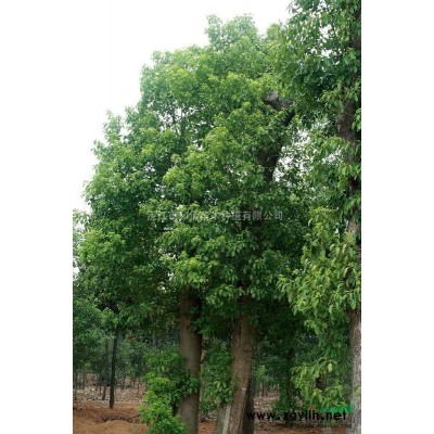 供应精品桂花树 12-25公分 湖南地区