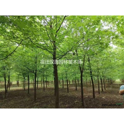 美国红枫 十月光辉种植基地