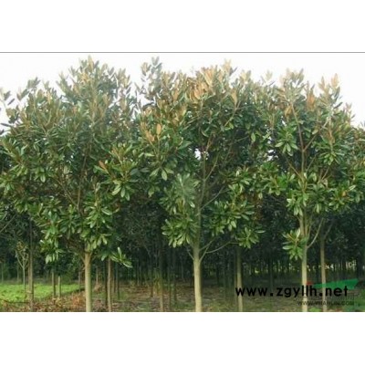 桂花1*新价格/桂花1报价