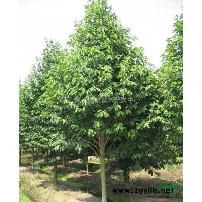 桂花，桂花供应，桂花价格