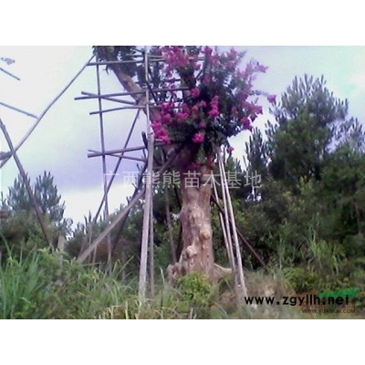 广西桂花 精品桂花 规格* 冠幅饱满