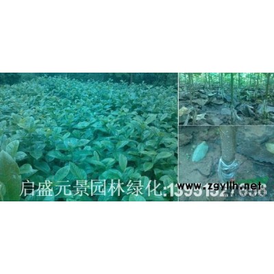 桂花1报价/江苏桂花1报价