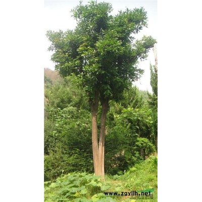 桂花3*新价格/桂花3报价