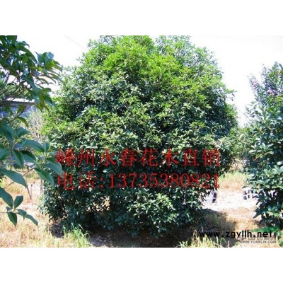 金桂，桂花，桂花价格，浙江桂花，嵊州桂花