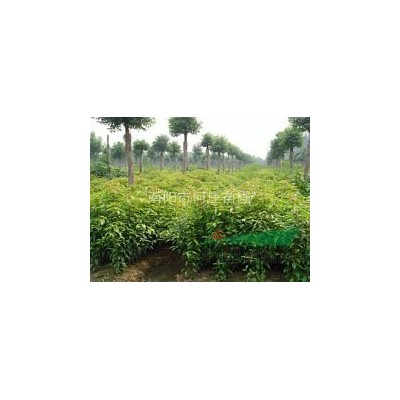 大量出售桂花、香樟等绿化苗木、绿化小苗