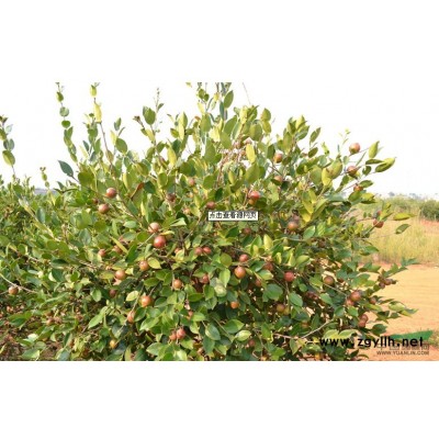 桂花湖南桂花  大规格桂花  造型桂花 桂花图片