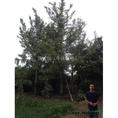 四川地区10-22公分桂花树 出售四川桂花树 四川桂花树供应