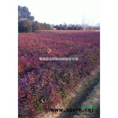 马褂木、供应10公分、15公分、5公分马褂木..|*新供应