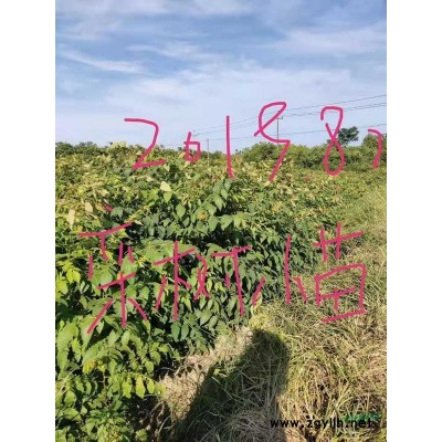 马褂木小苗新价格，马褂木小苗报价，1-5公分马褂木供应