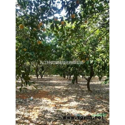 江西九江大量供应马褂木，马褂木价格，各种规格