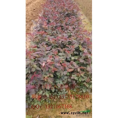 湖南浏阳柏加大量供应各规格精品造型桂花