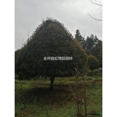 广西桂林红枫哪里好/哪家便宜