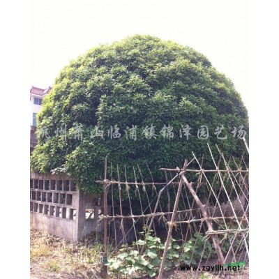 桂花1图片\桂花1报价