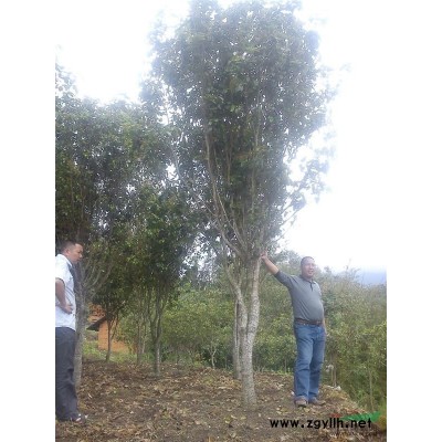 桂花、四季桂花、八月桂花