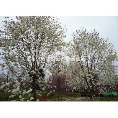 江苏南京供应马褂木8到18公分