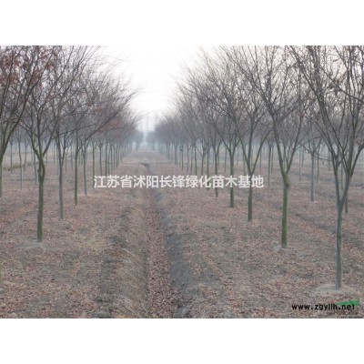 供应榉树、美国红枫、杂交马褂木