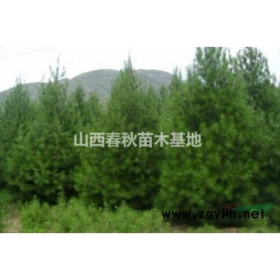 山西红枫 山西5公分红枫价格 山西8公分红枫厂家批发图3