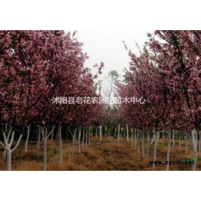 基地直销中国红、日本红枫、各类枫树规格*精品树形欢迎致电