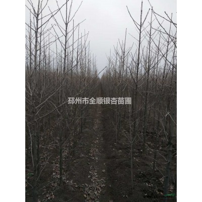 2018年江苏美国红枫*新报价