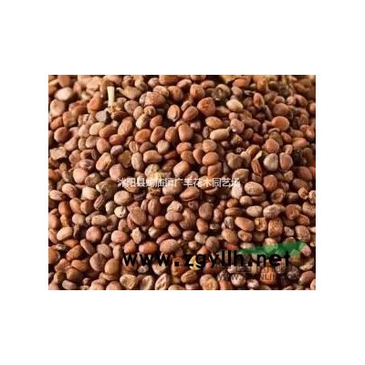 常年销售女贞，白腊 五角枫 紫藤 桂花 红豆杉种子，草坪种子