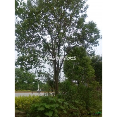 浙江 长兴 大量供应 红枫 欢迎致电！