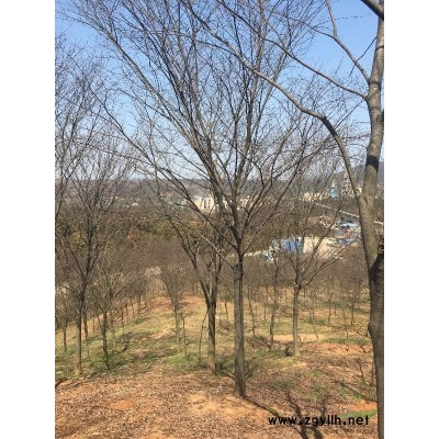 26公分精品中国红枫