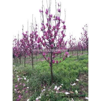 大小规格嵊州红枫基地